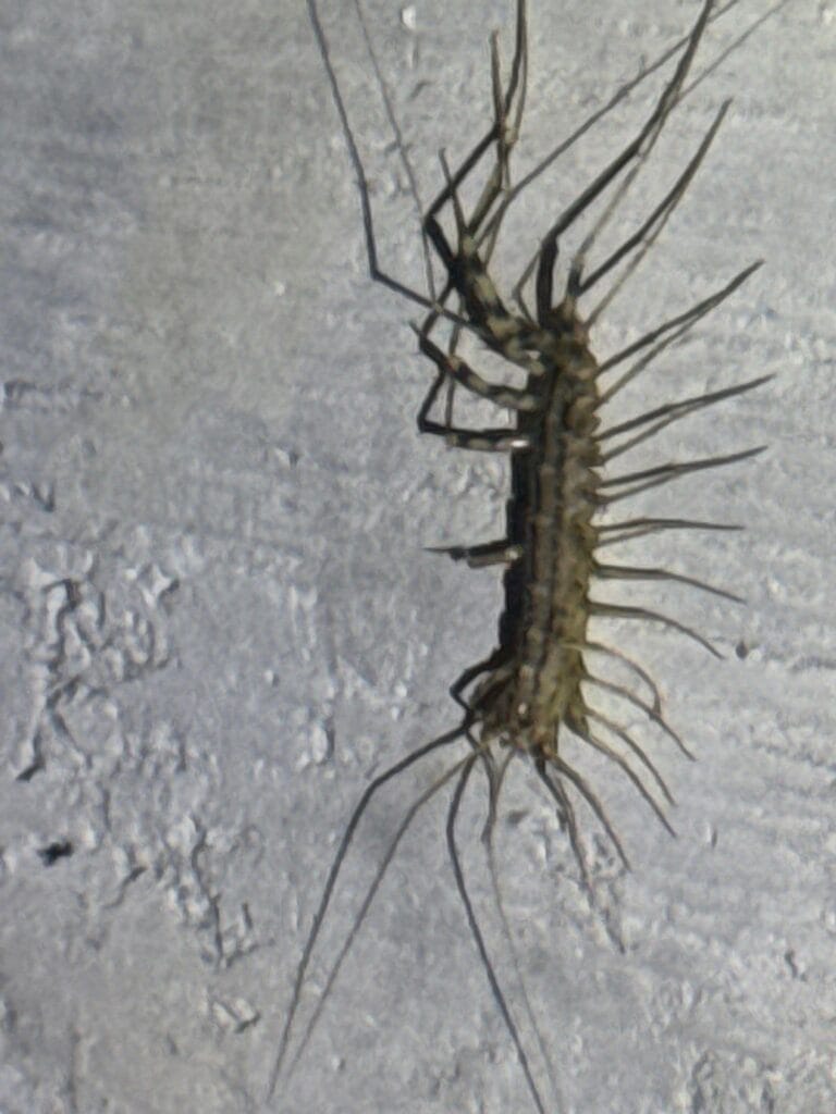 House Centipede Found Indoors Allen 3 House centipede located crawling on garage wall in Allen during early summer pest inspection.