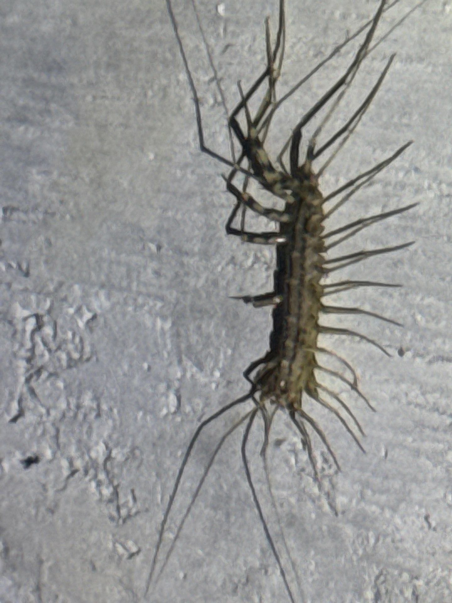House centipede located crawling on garage wall in Allen during early summer pest inspection.