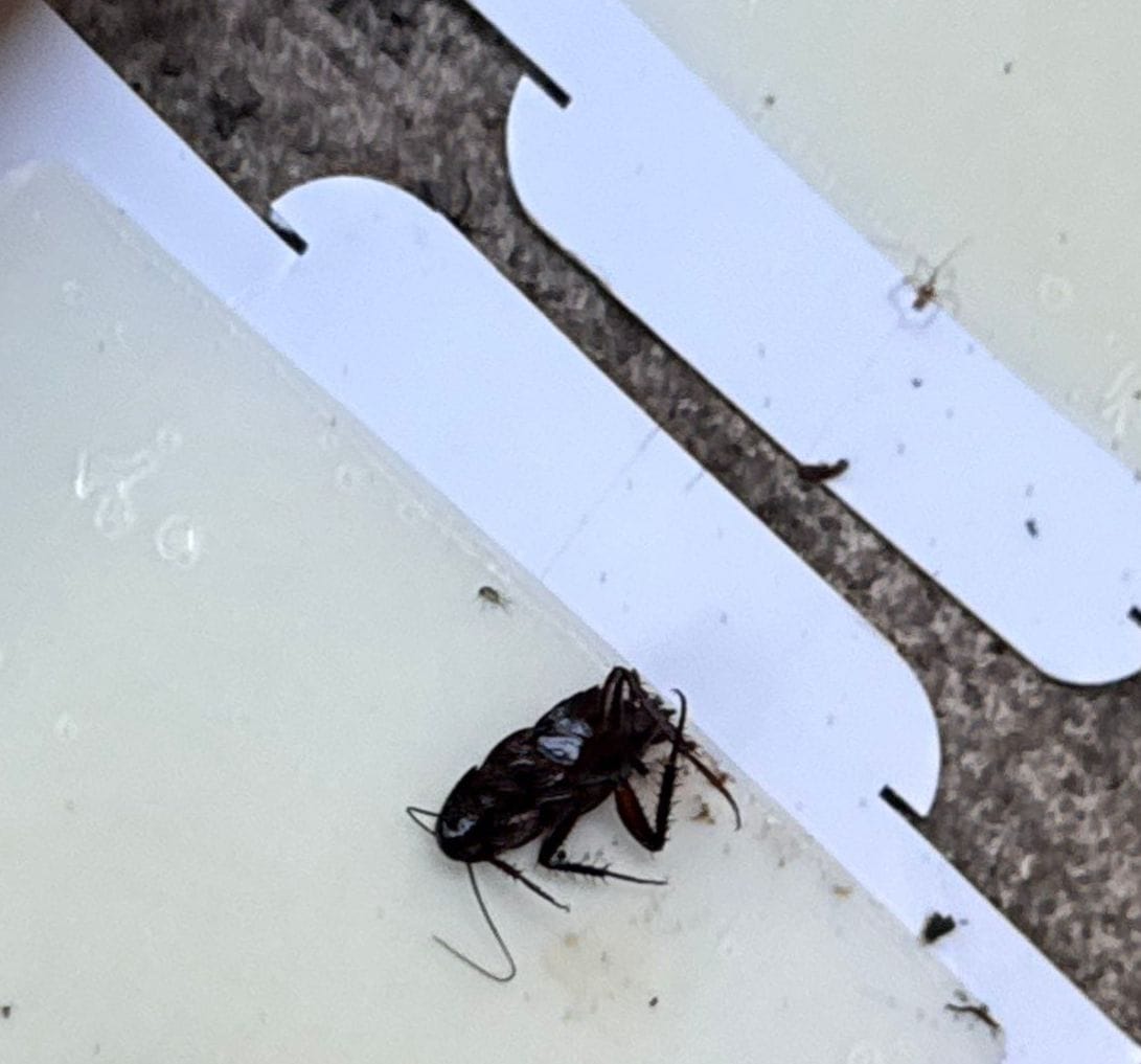 Dead cockroach stuck on indoor glue trap in Allen, Texas during summer inspection.