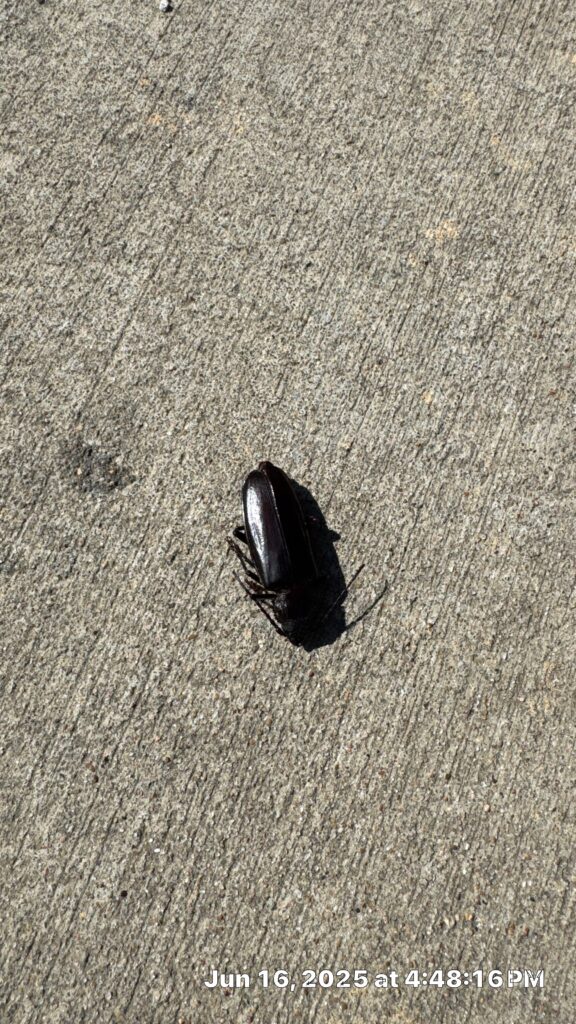 Dead cockroach found on sidewalk during summer pest control inspection in McKinney.