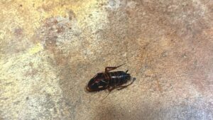 Dead cockroach found on indoor tile floor during routine summer inspection in Frisco.