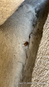 Dead cockroach found lodged in exterior wall crack, potential infestation risk in Frisco.