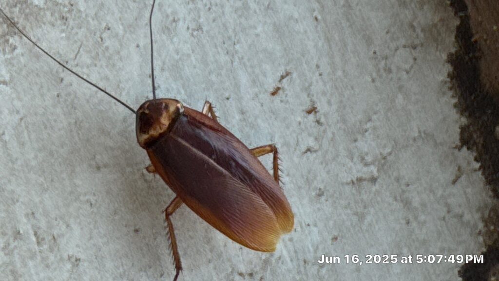 Large American cockroach spotted on wall during summer pest inspection in McKinney.