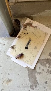 Multiple pests including cockroach and lizard caught on glue trap during early summer inspection in Frisco