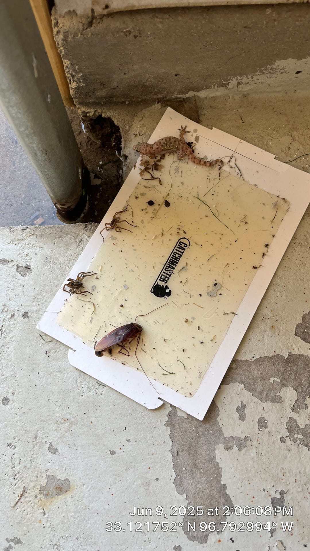 Multiple pests including cockroach and lizard caught on glue trap during early summer inspection in Frisco