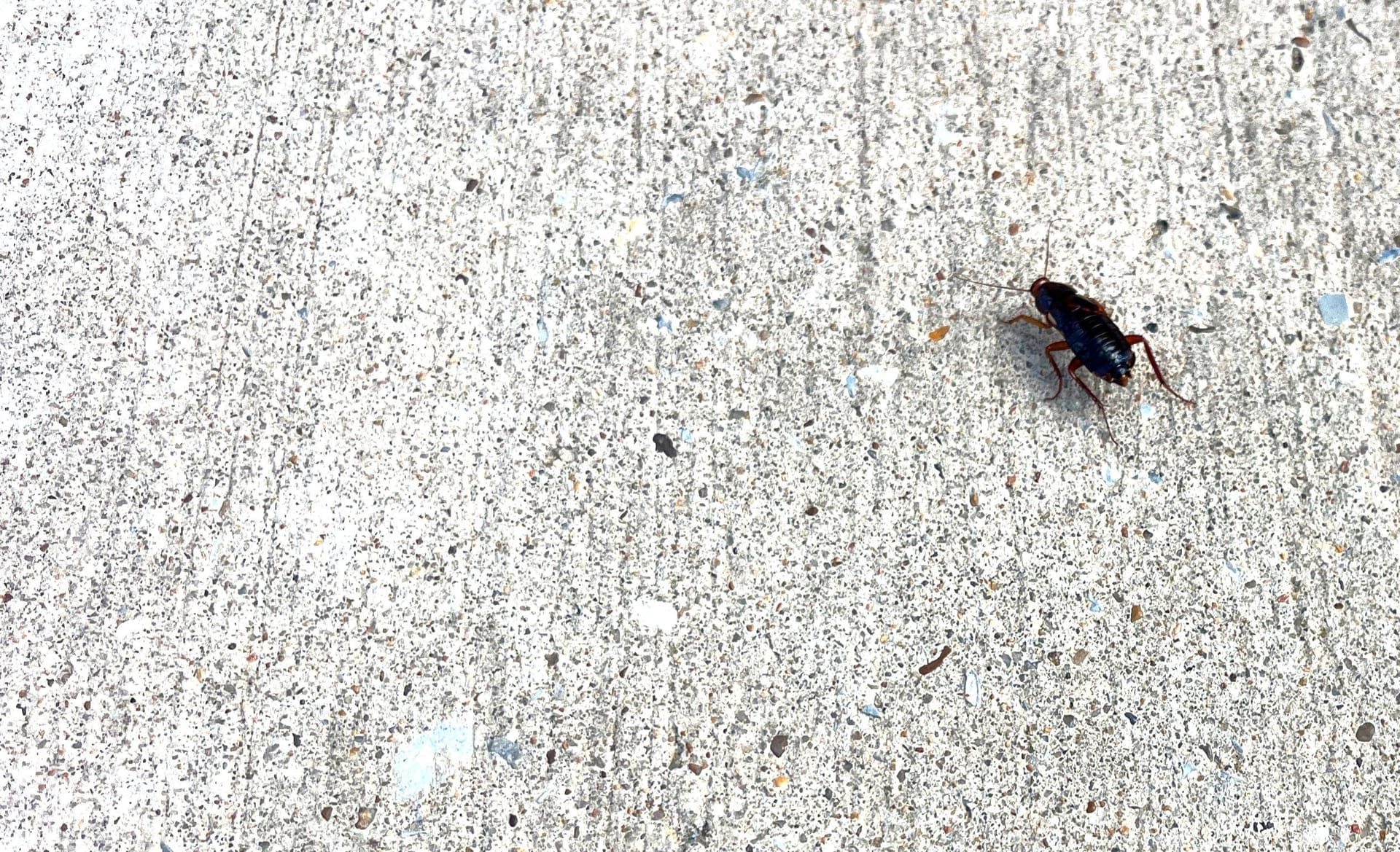 Single cockroach identified on exposed concrete outside home in McKinney