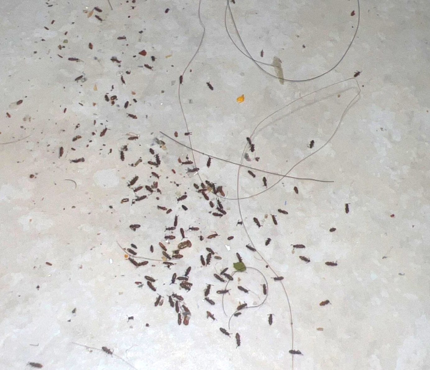 Multiple dead cockroaches found on a residential tile floor indicating significant pest issue in Lewisville.
