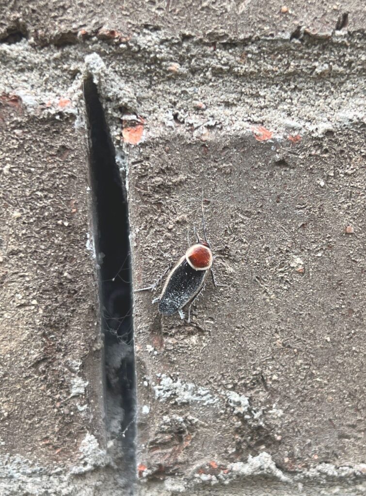 Smokybrown cockroach near mortar gap on brick exterior wall in McKinney, Texas during summer inspection.