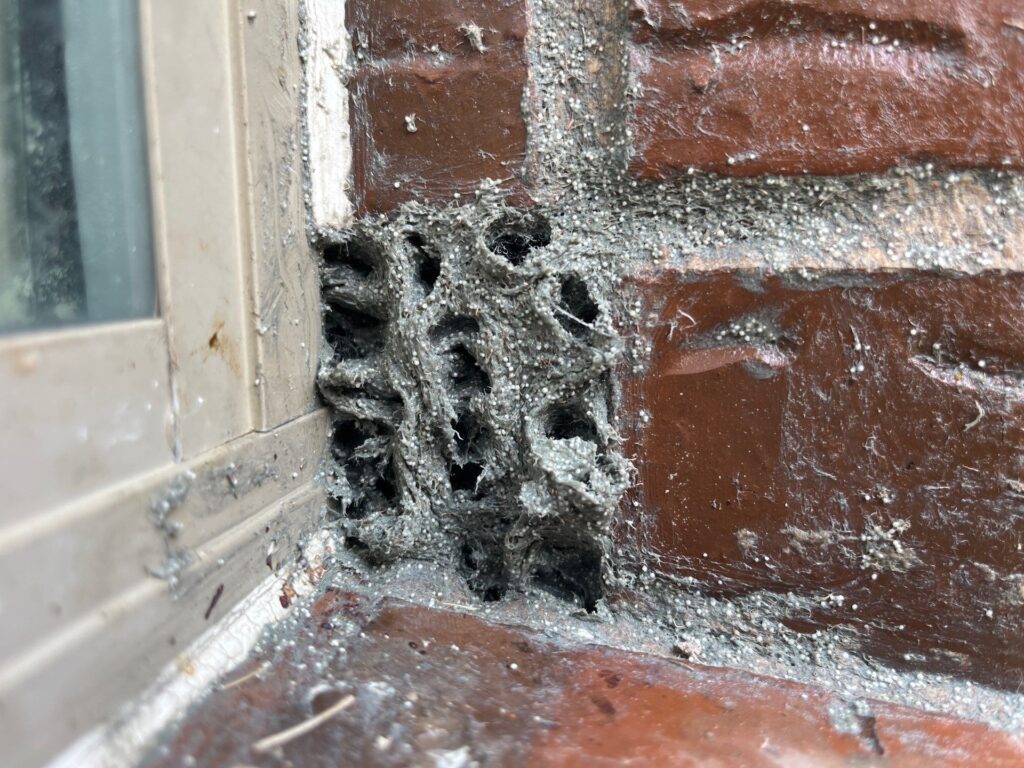 Exclusion sealant applied to multiple rodent entry points around brick window frame in McKinney