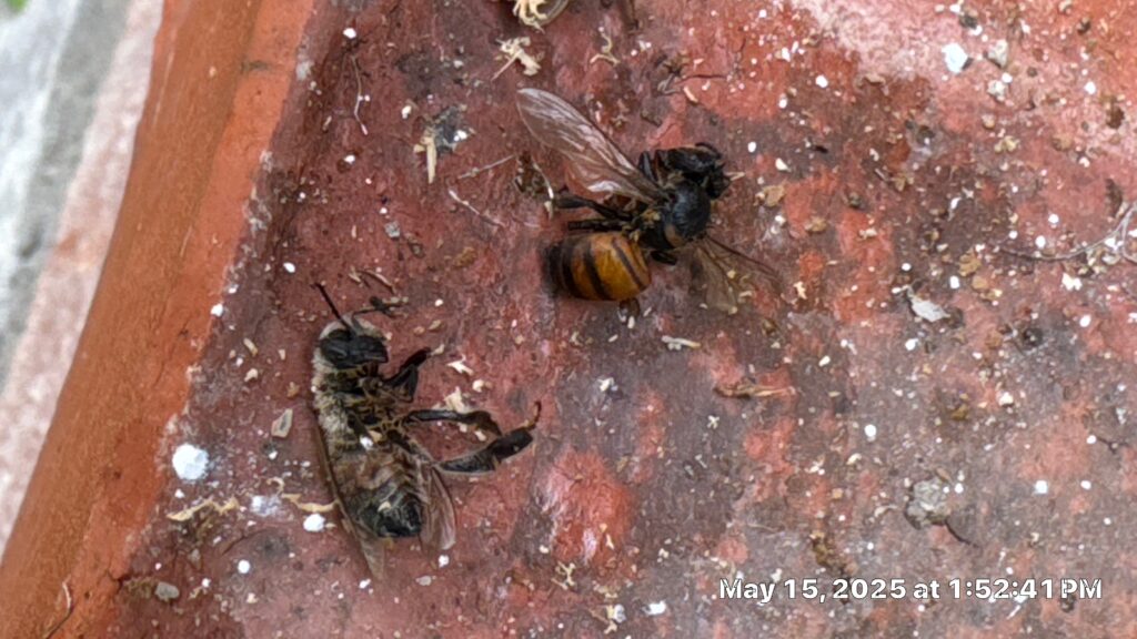 Dead honeybees found clustered on red brick surface during spring inspection in Fairview.
