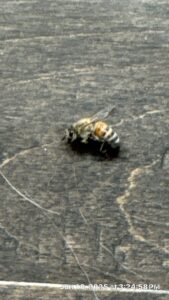 Dead honeybee found on indoor wooden floor during summer inspection in Frisco.