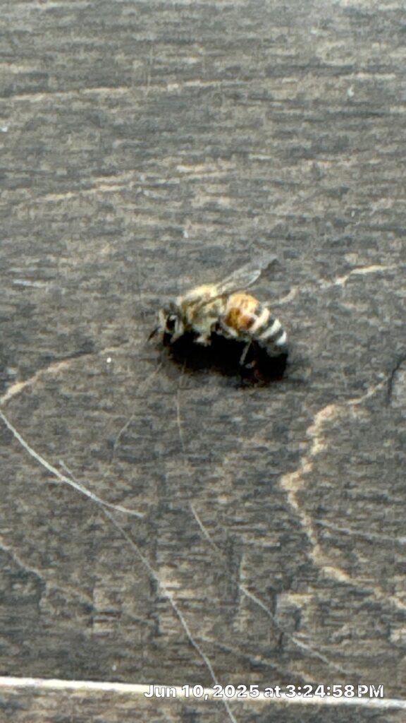 Dead honeybee found on indoor wooden floor during summer inspection in Frisco.