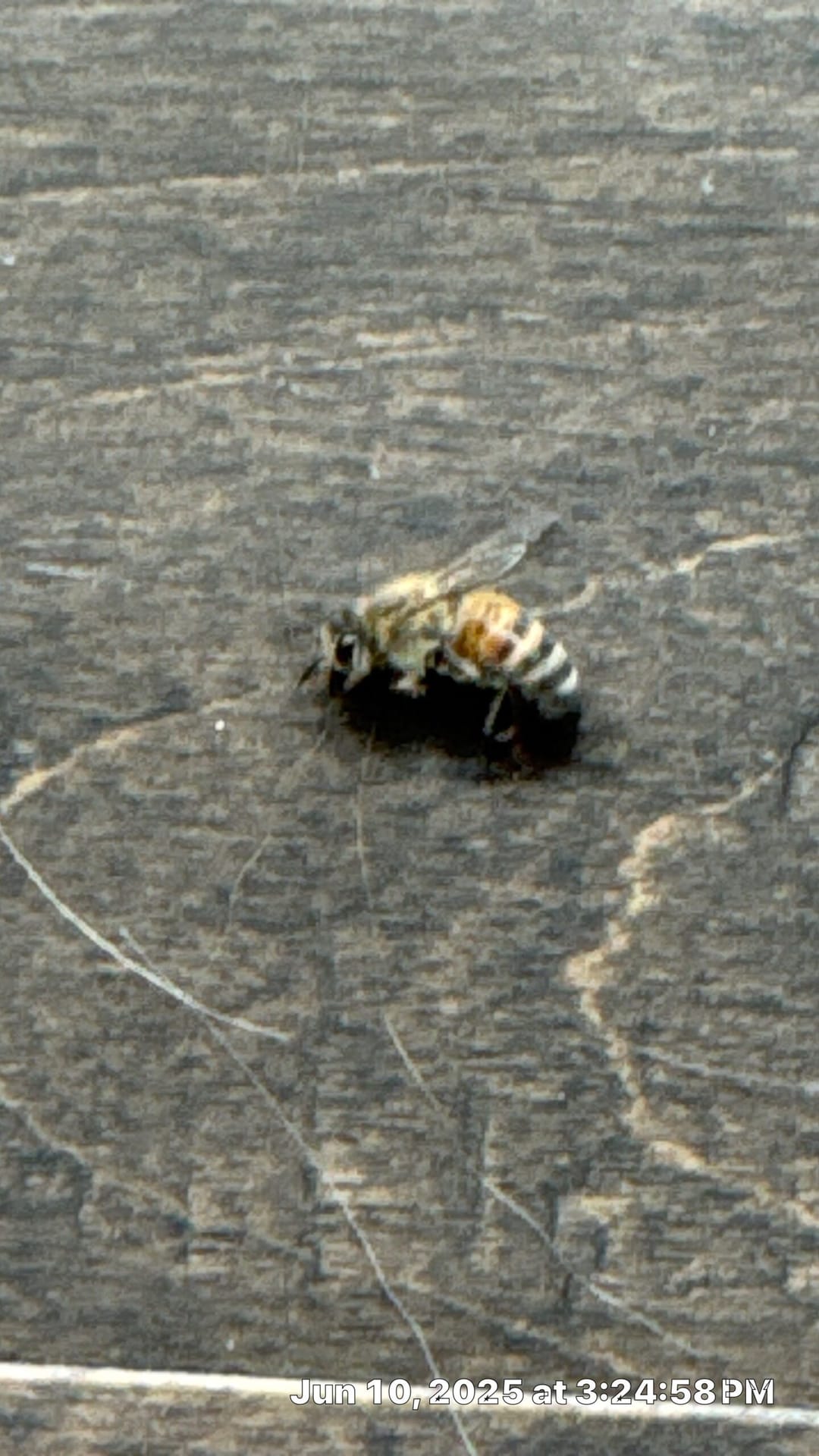 Dead honeybee found on indoor wooden floor during summer inspection in Frisco.