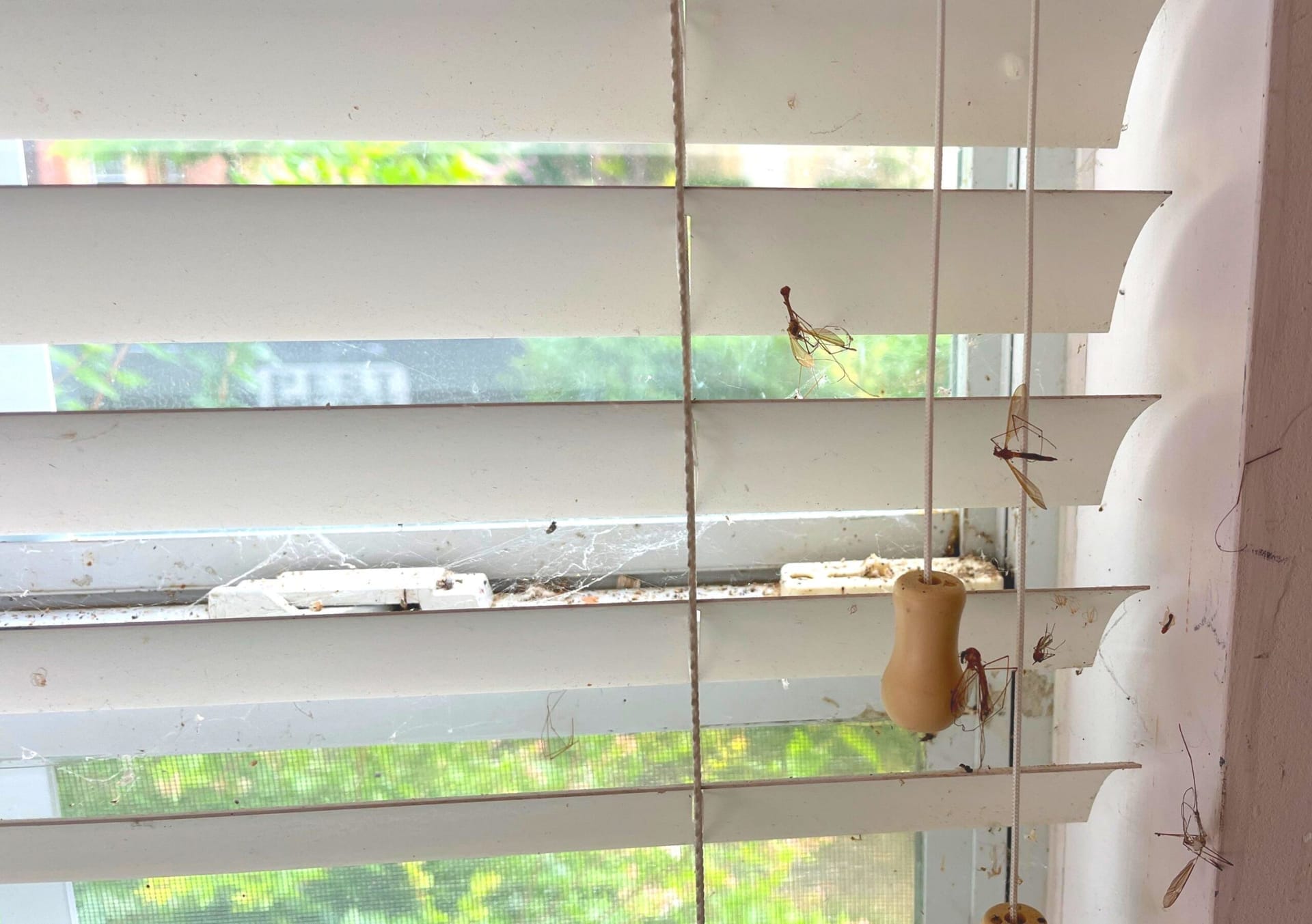 Dead mosquitoes found on window blinds and ledge in Fairview home during summer inspection.