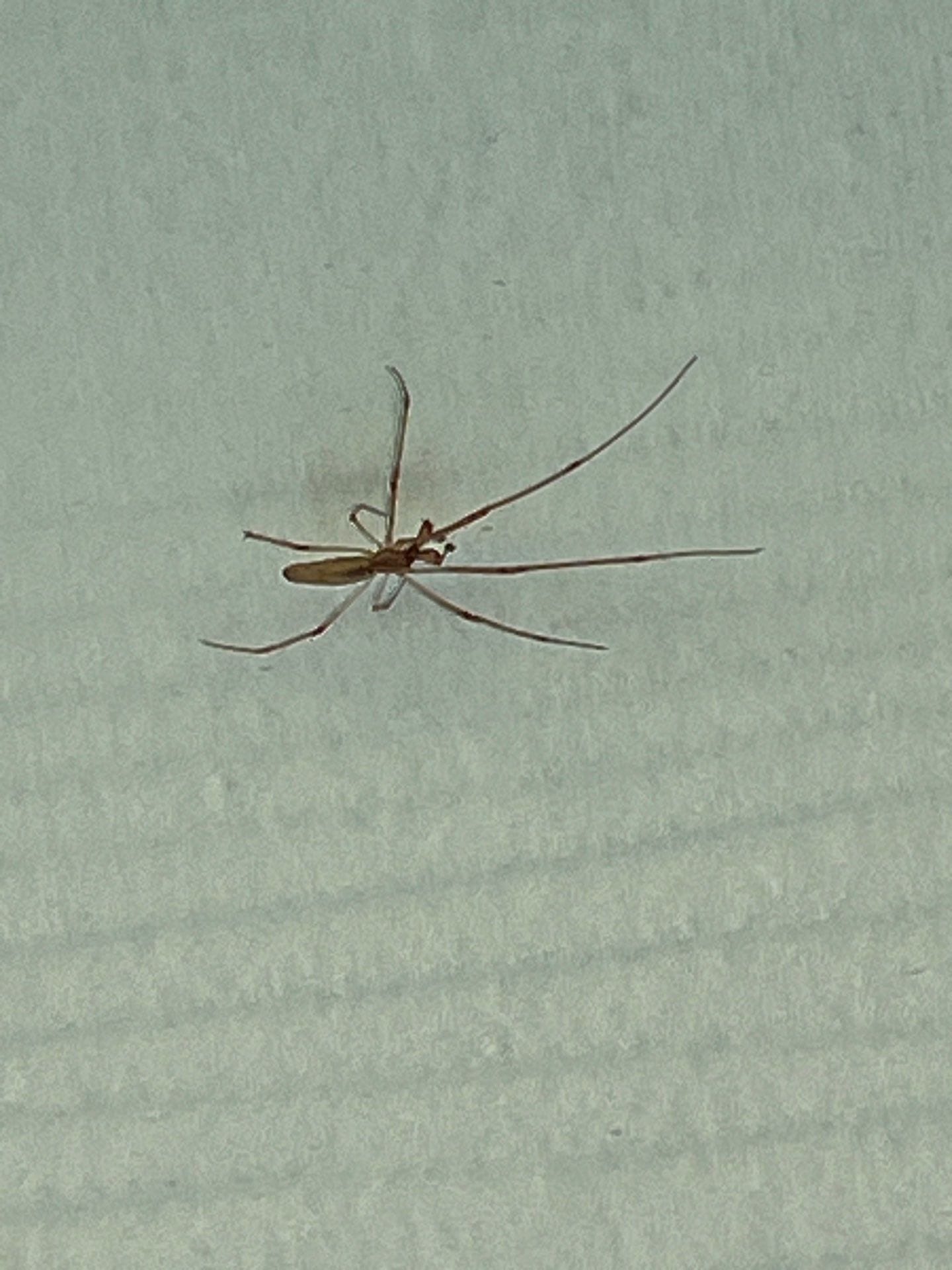 Mosquito resting on an interior wall during early summer pest control inspection in Princeton.