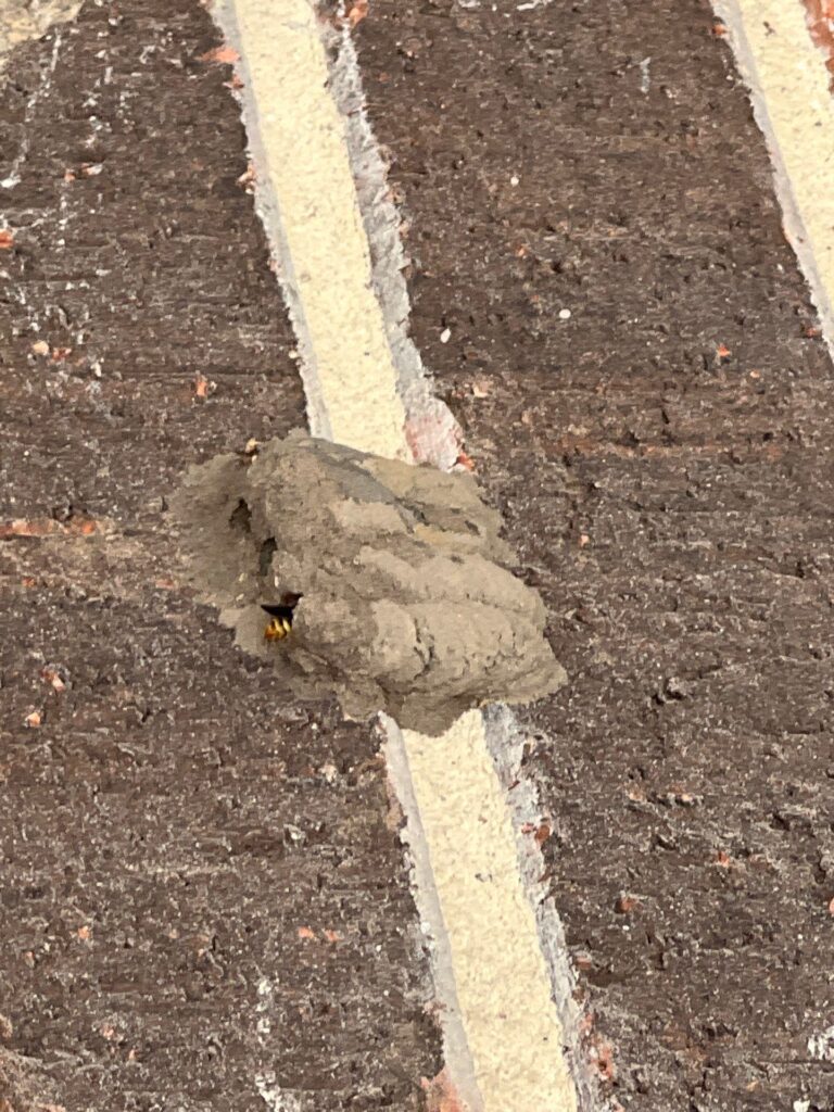 Mud dauber wasp nest built on brick wall during summer in Allen, Texas.