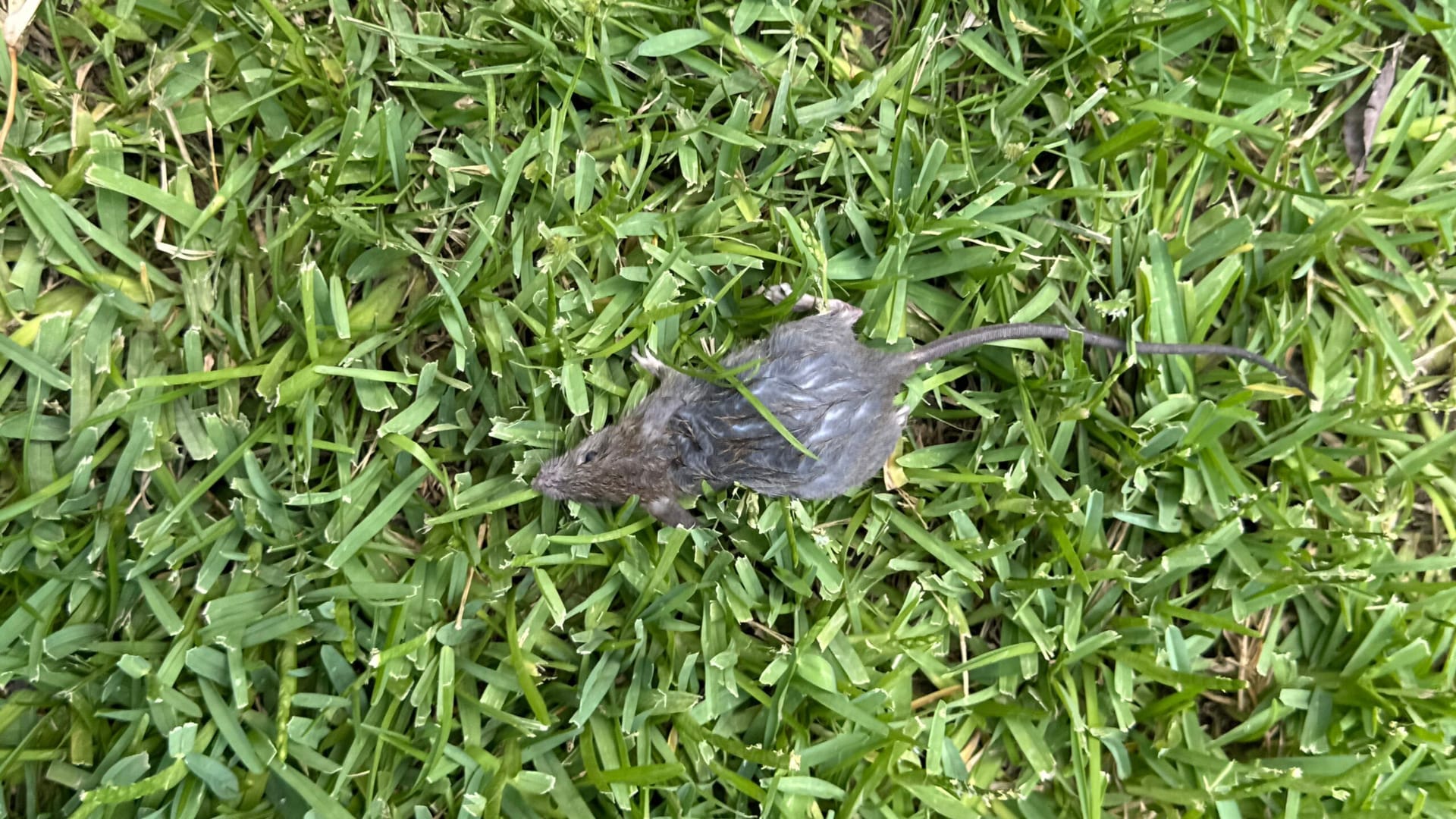 Dead rodent discovered in summer on a residential lawn in Allen, needing pest control services.