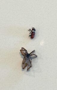 Dead spider and beetle found indoors during pest control inspection in Frisco.