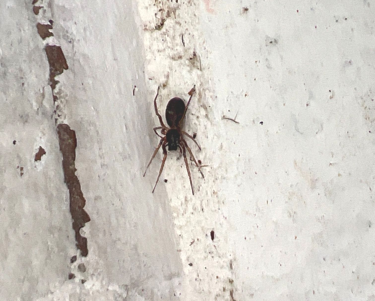 Black spider resting on exterior white wall during early summer pest inspection in McKinney.