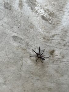 Dead spider found on indoor garage floor during early summer in Princeton, Texas.