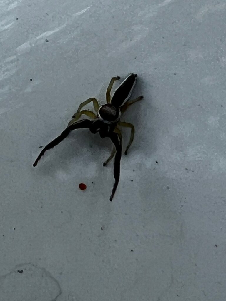 Jumping spider identified on residential garage wall in McKinney during late spring pest inspection.
