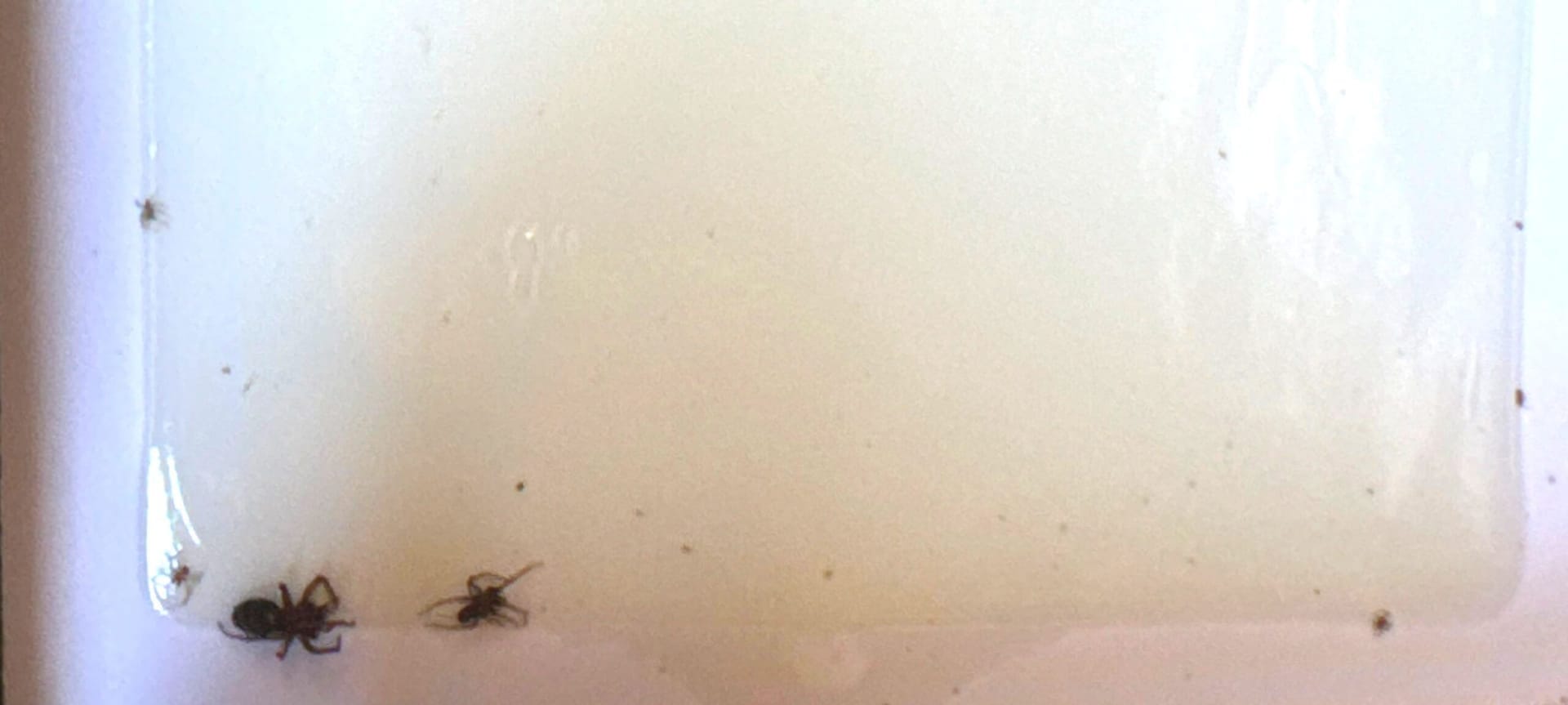 Several spiders trapped on glue board during summer pest inspection in Allen.
