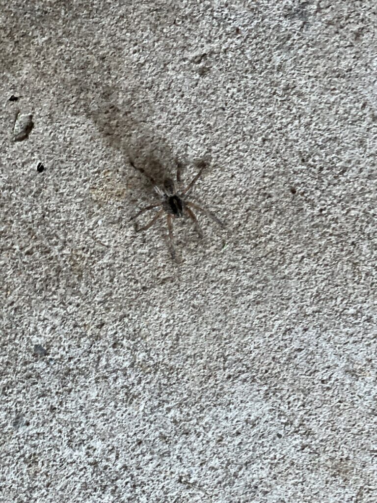 Spider found on interior cement floor during summer inspection in Anna.