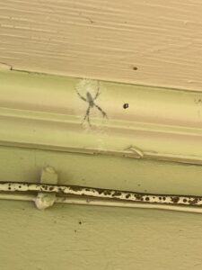 Striped spiderweb activity observed on exterior soffit in Princeton, Texas during summer pest inspection.
