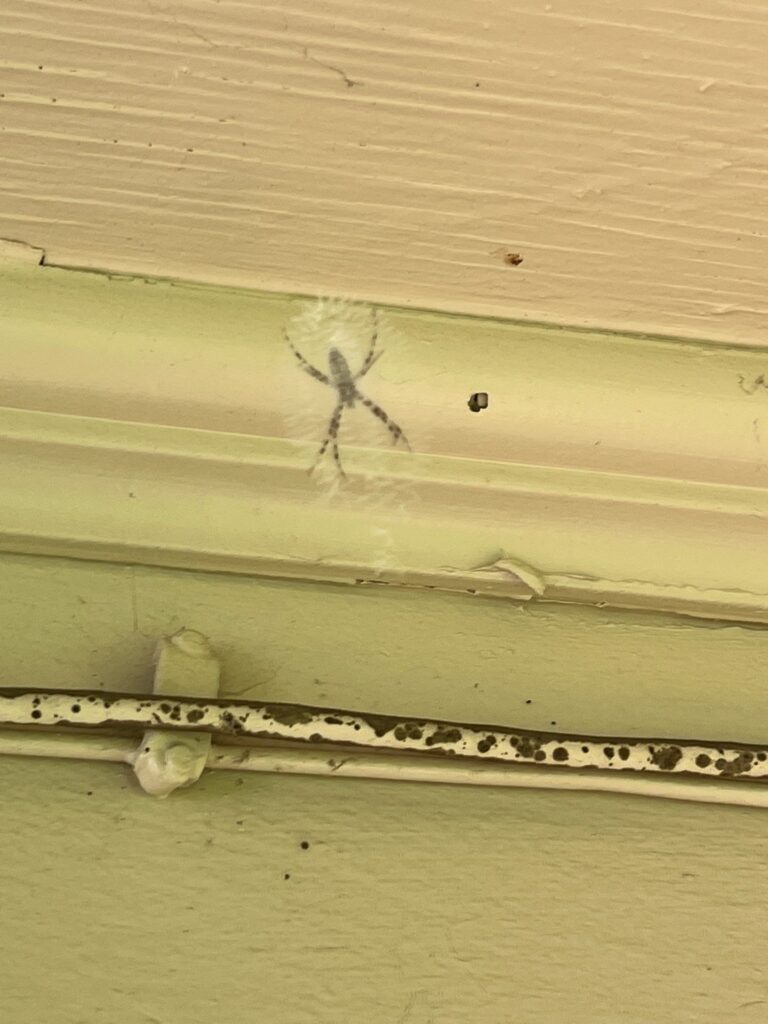 Striped spiderweb activity observed on exterior soffit in Princeton, Texas during summer pest inspection.