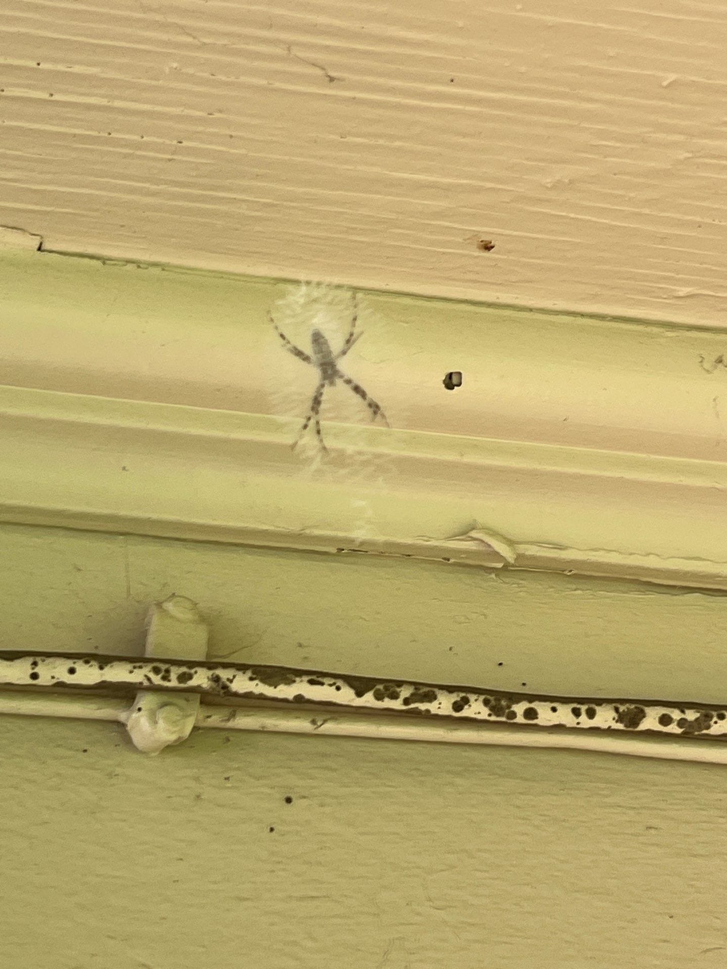 Striped spiderweb activity observed on exterior soffit in Princeton, Texas during summer pest inspection.