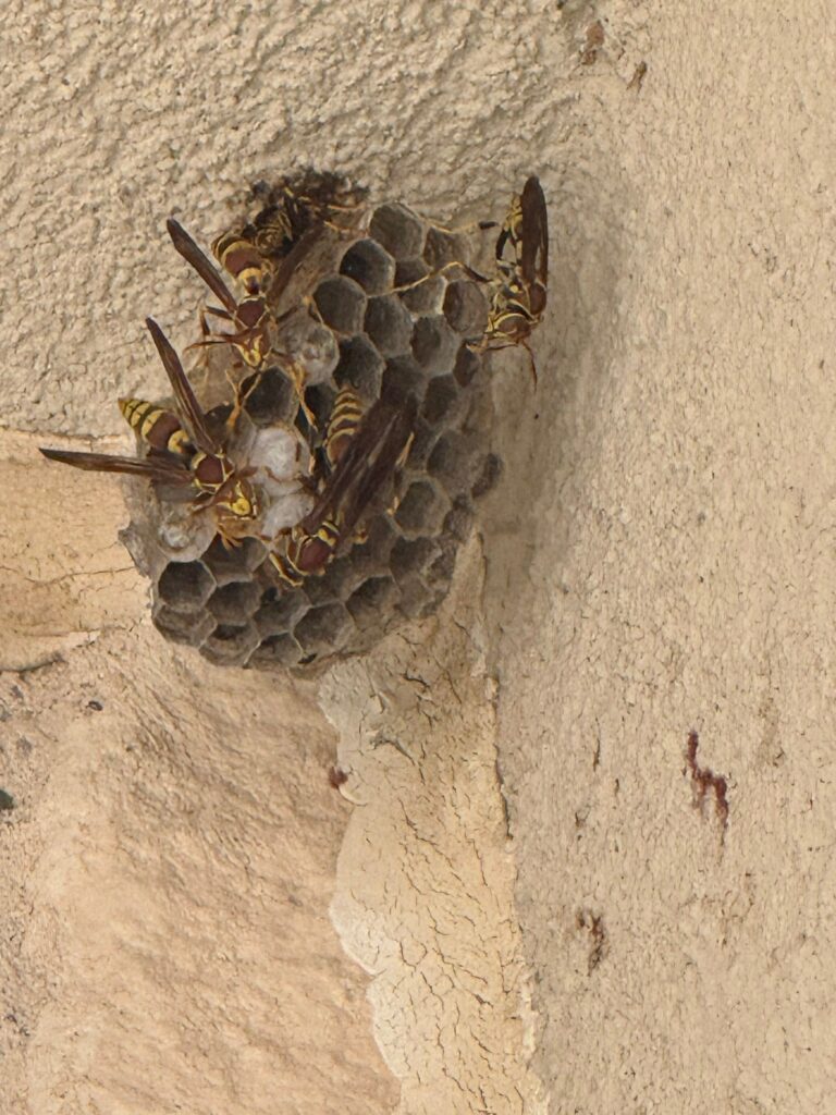 Active wasp nest built on stucco wall during summer pest inspection in McKinney.