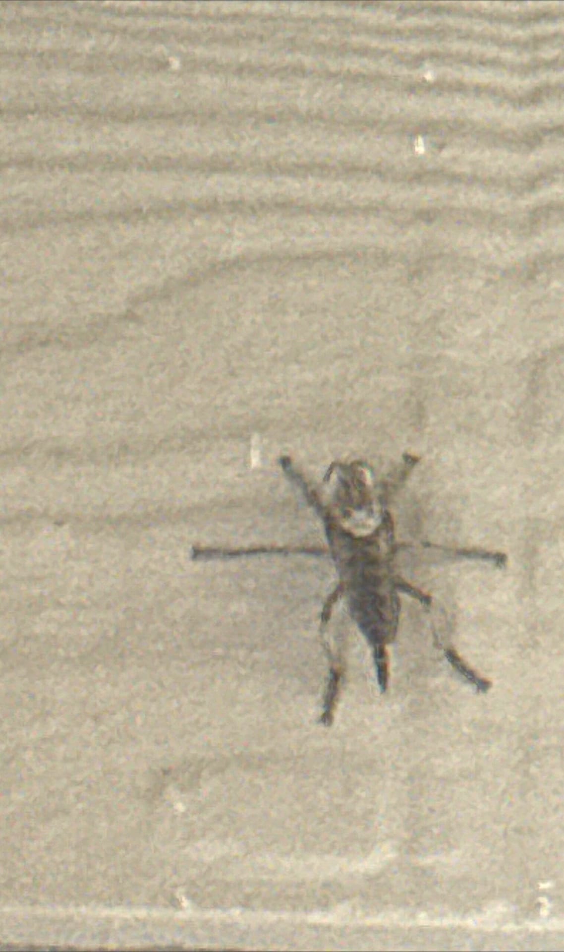 Dead wasp found on house wall during summer inspection in Little Elm.