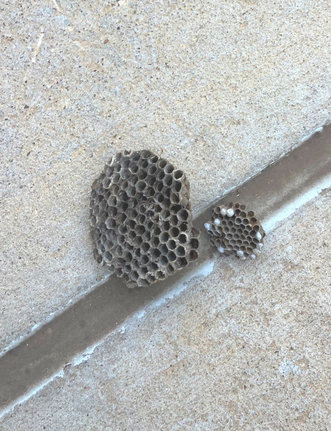 Wasp nest found attached to concrete slab near home in Little Elm during summer inspection.