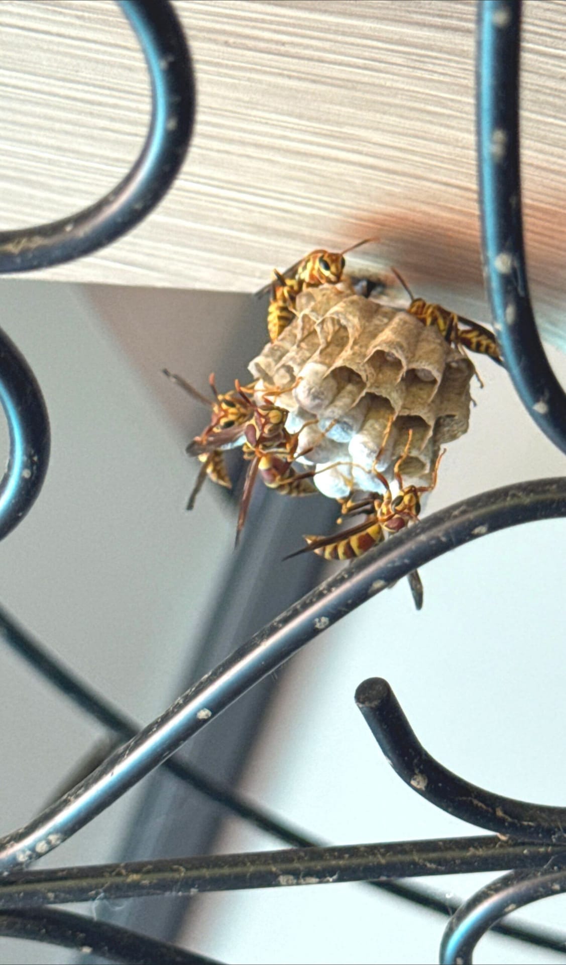 Active wasp nest built on metal patio structure in Allen during early summer inspection.
