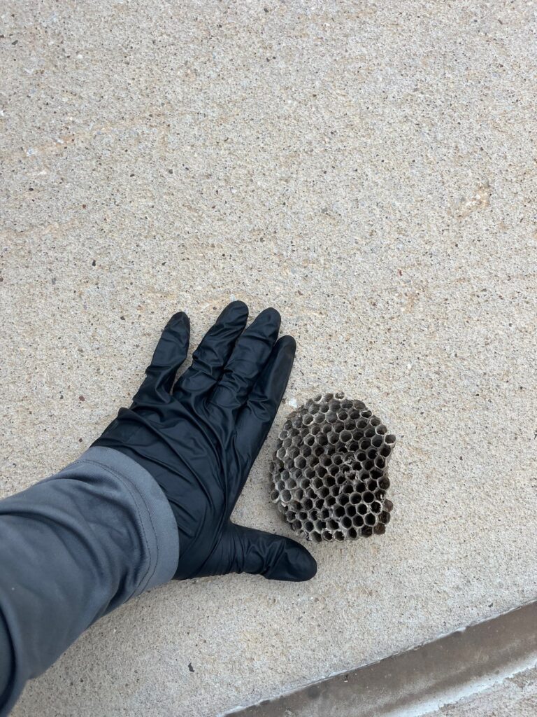 Wasp nest removed near building foundation by pest control technician in Little Elm.