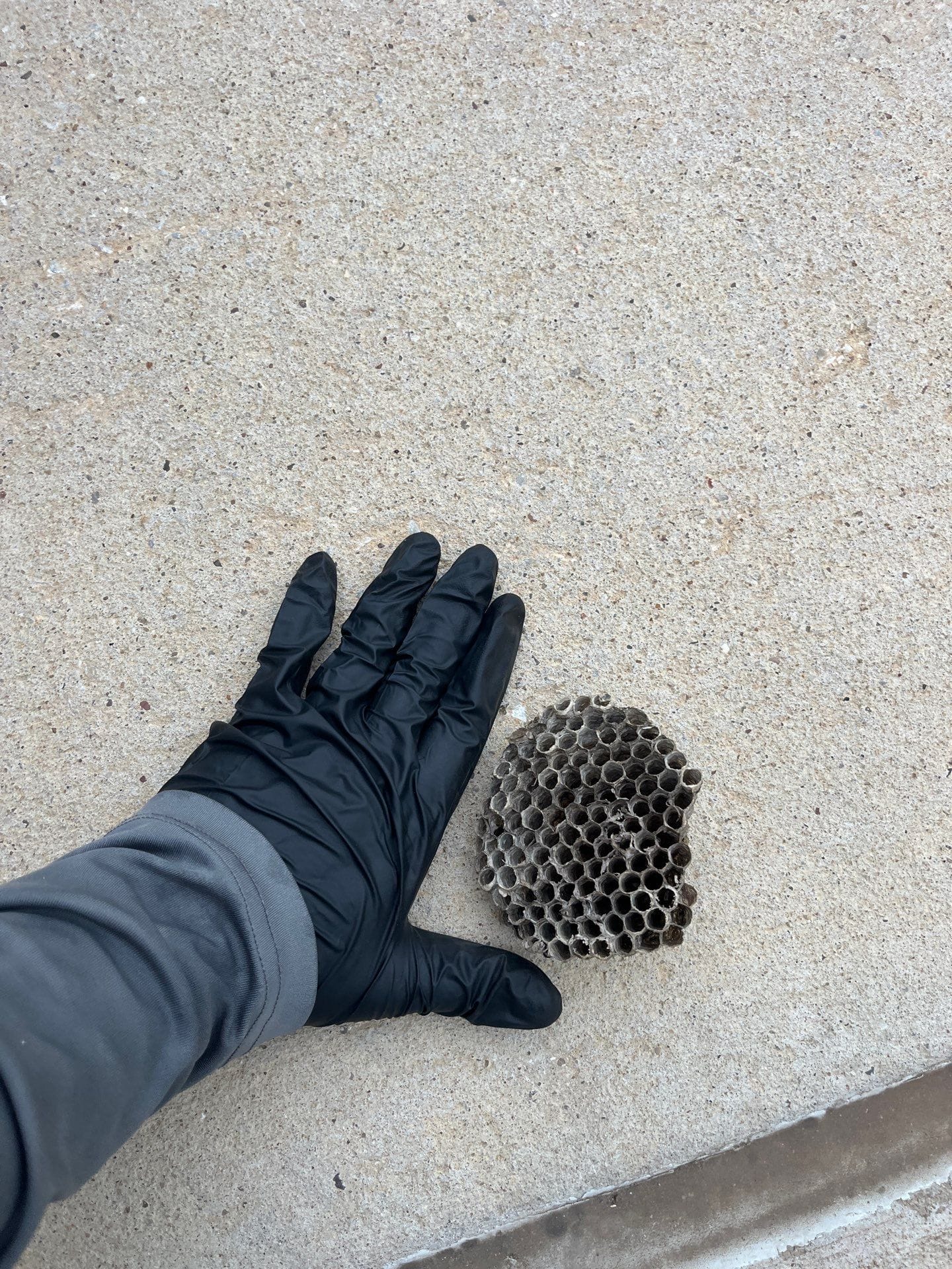 Wasp nest removed near building foundation by pest control technician in Little Elm.