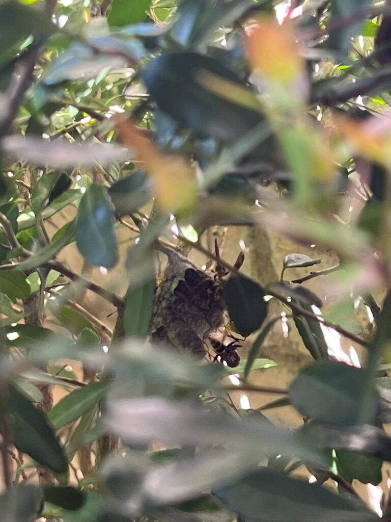 Wasp nest located in dense bush near home in McKinney during early summer inspection.