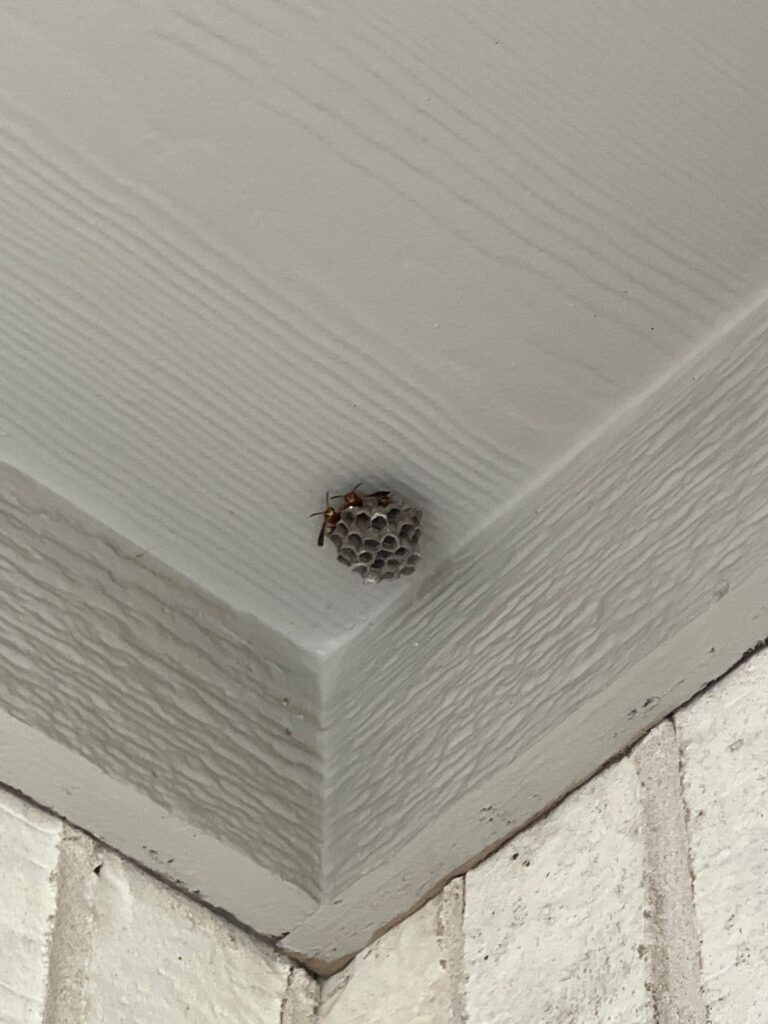 Small wasp nest forming beneath eave during early summer in Melissa, Texas.