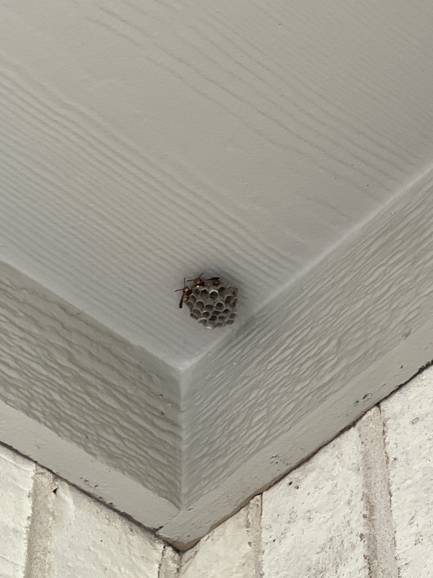 Small wasp nest forming beneath eave during early summer in Melissa, Texas.