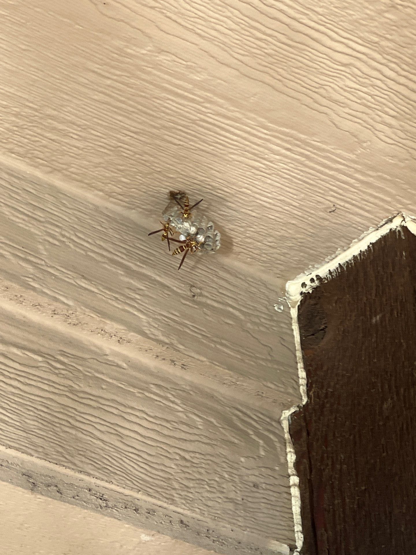Wasp nest spotted under residential eave during summer inspection in Plano.