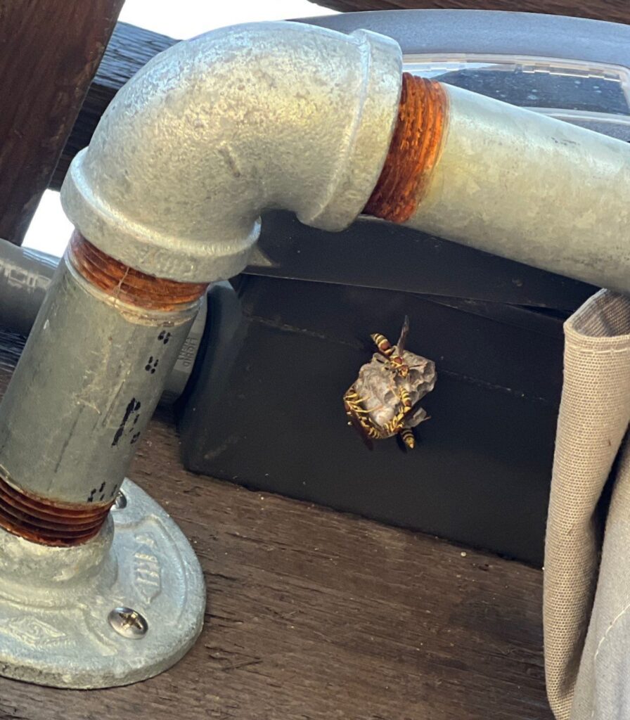 Small wasp nest found under metal pipe during summer inspection in McKinney.