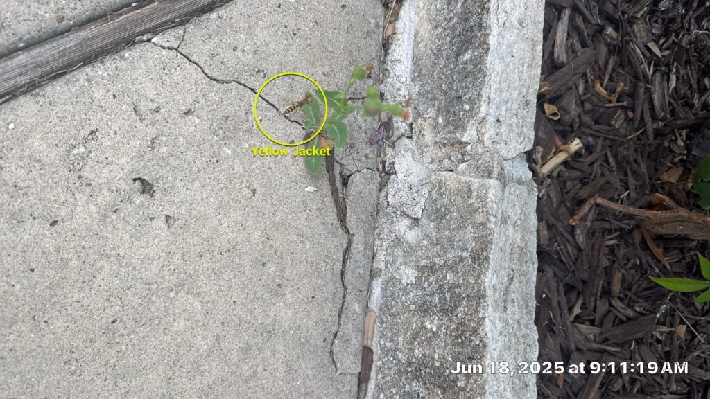 Yellow Jacket flying near cracks in exterior foundation area in Allen during early summer pest control inspection.