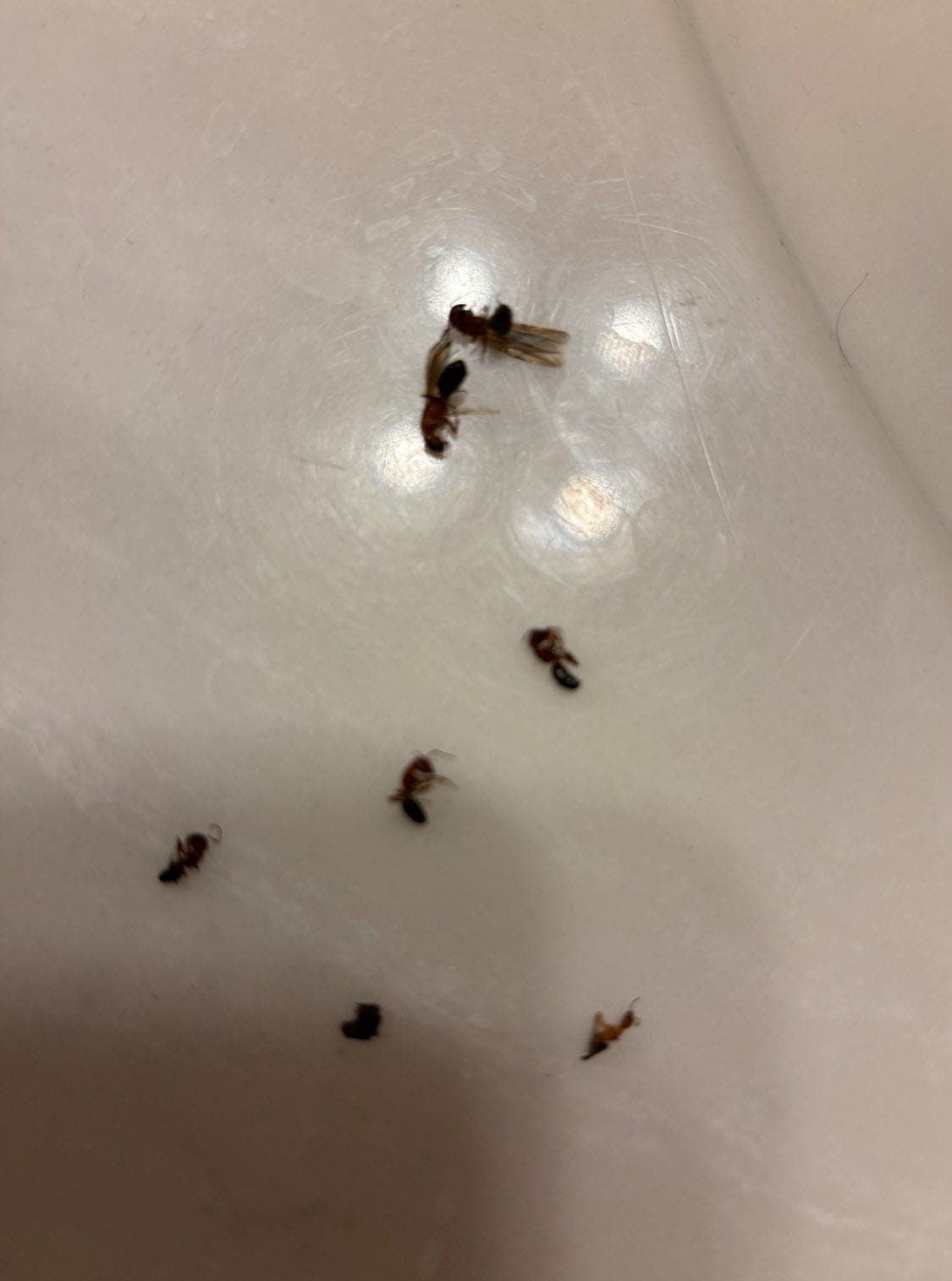 Dead winged ants found in bathroom sink during pest inspection in McKinney.