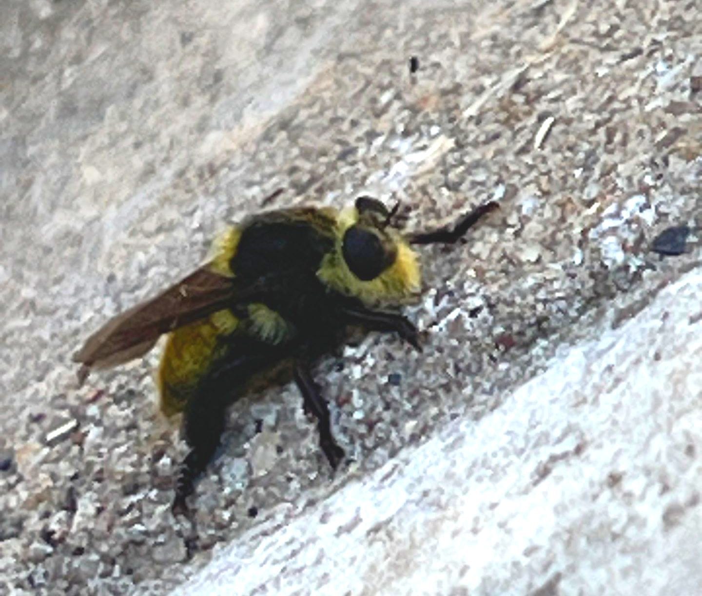 Large bee found on outdoor concrete surface during summer pest inspection in Frisco.