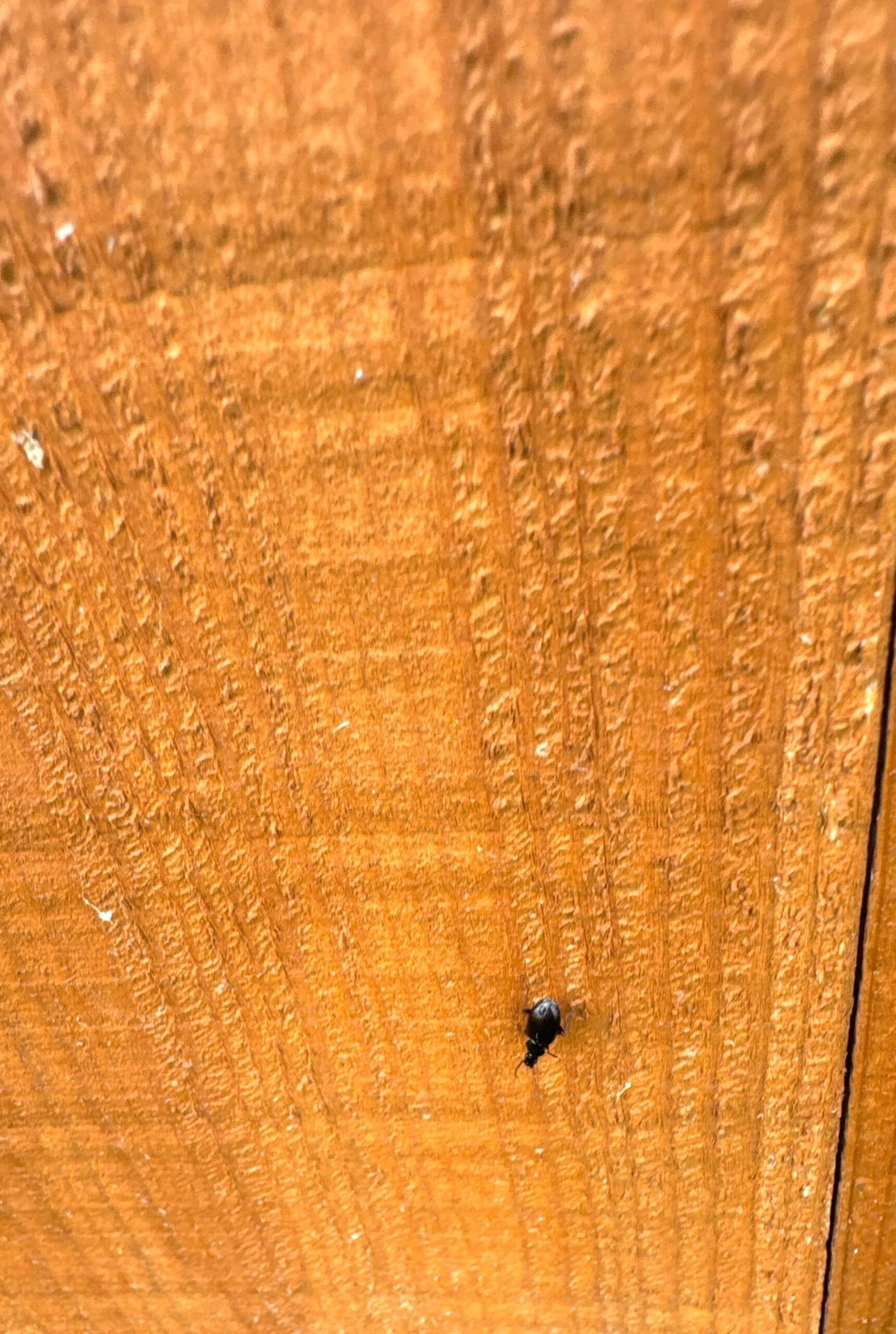 Small black beetle crawling on indoor wooden surface during summer inspection in Frisco.
