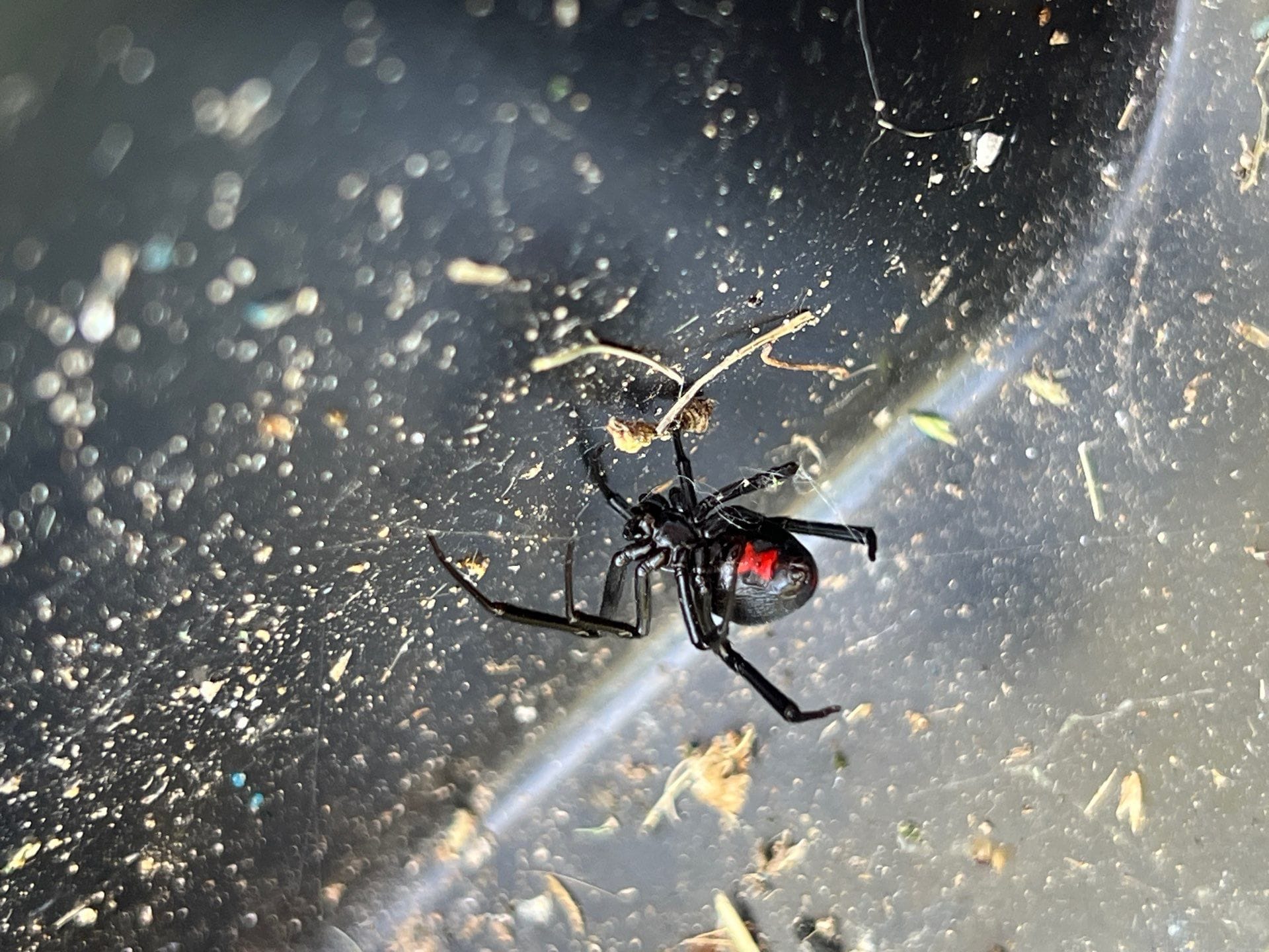 Black widow spider found outdoors during inspection in Frisco