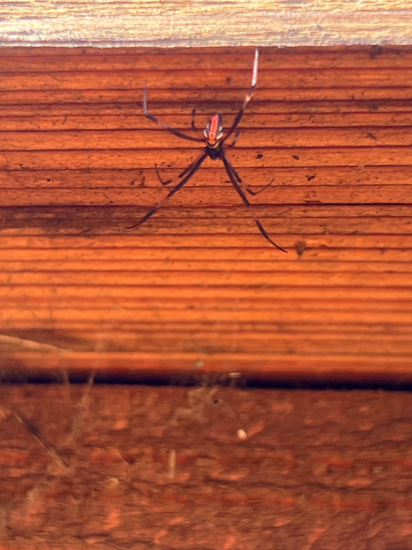 Black widow spider spotted on wooden surface near home in McKinney during summer pest inspection.