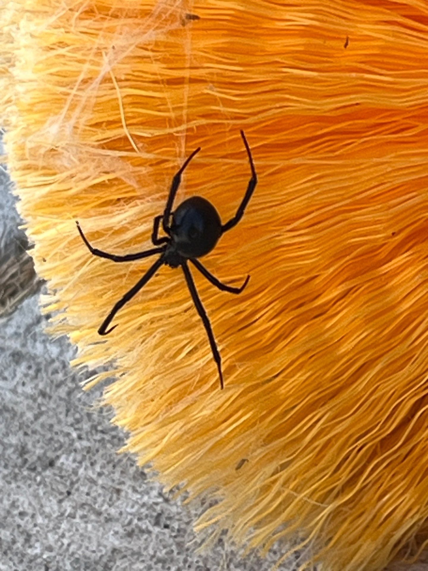 Black widow spider crawling on yellow bristles during summer pest inspection in Frisco.