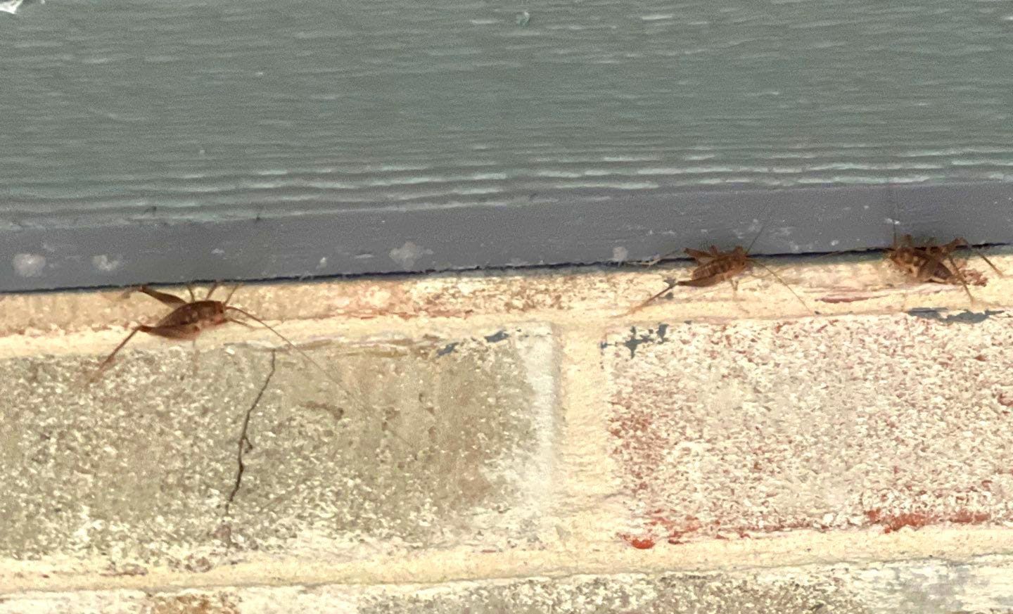 Camel crickets found on exterior brick wall during summer inspection in Melissa
