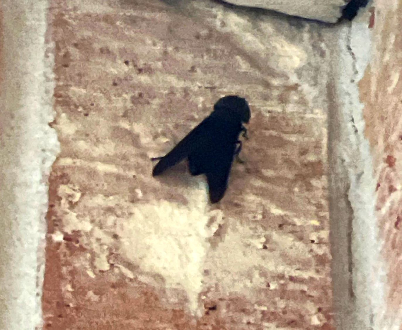 Carpenter bee resting on brick wall during summer inspection in Melissa